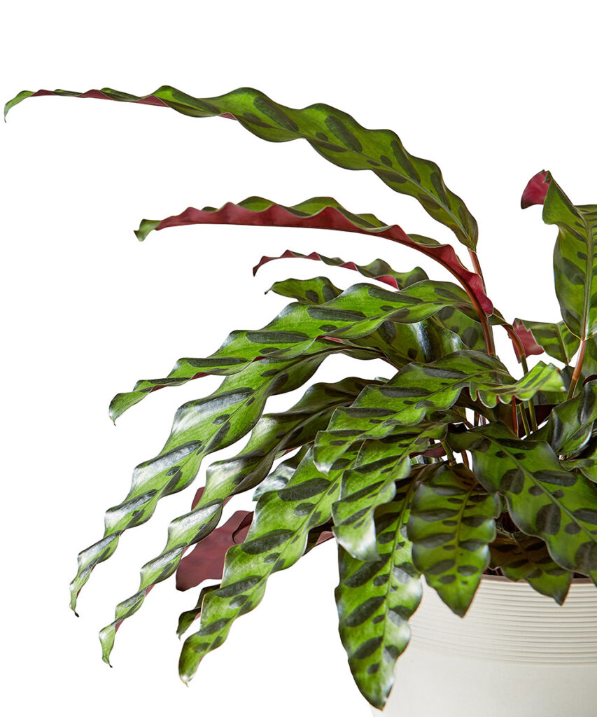 https://www.flowers.com/blog/wp content/uploads///calathea rattlesnake leaves  x