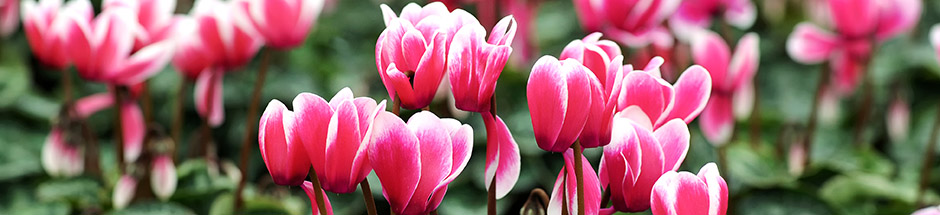 winter indoor plants with cyclamen