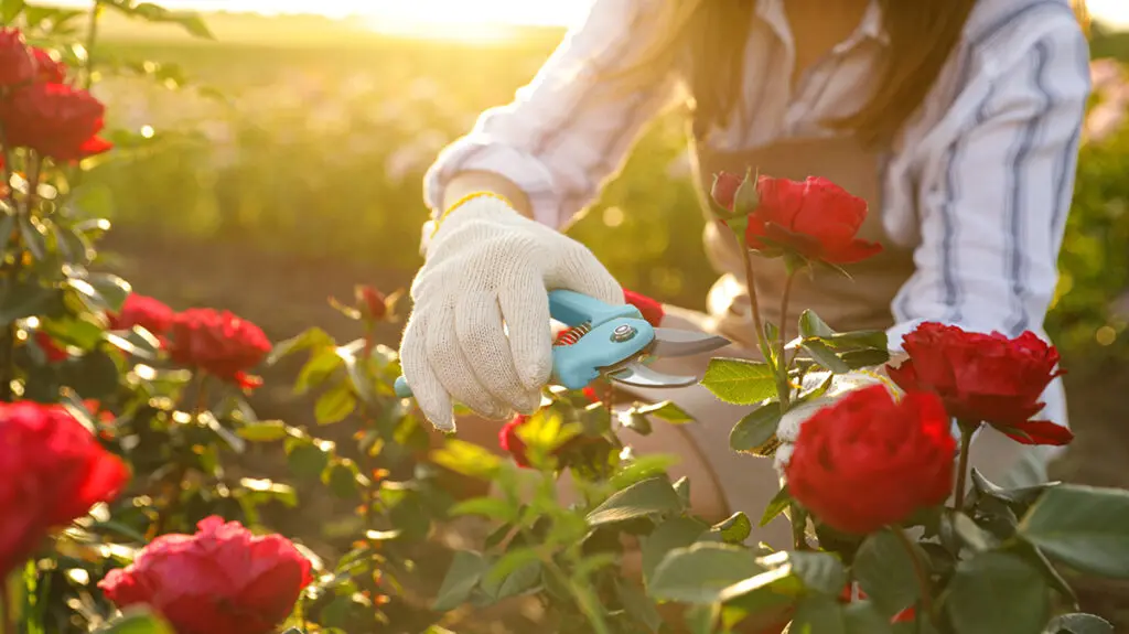 Flower Experts on Finding the Perfect Roses | Petal Talk
