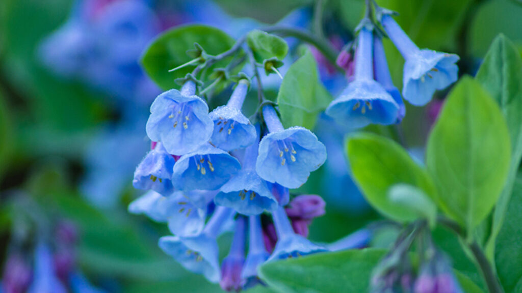 early spring flowers with Bluebells