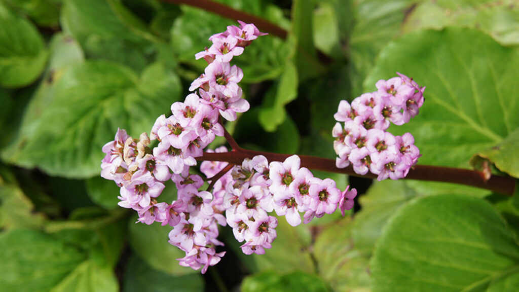 early spring flowers with Pig squeak