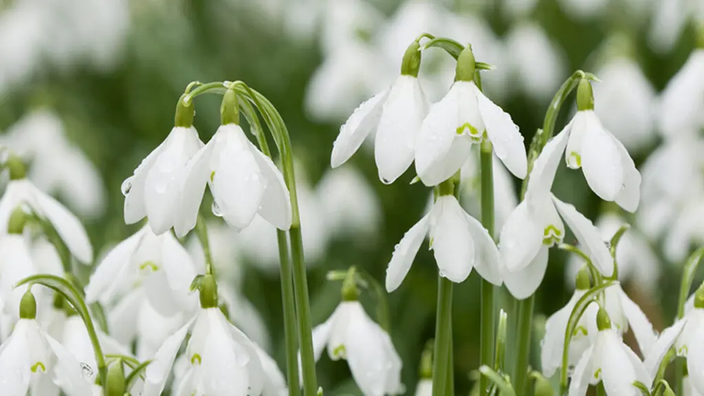 11 Types of Early Spring Flowers