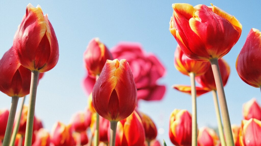 Types of Easter flowers with tulips in a field.