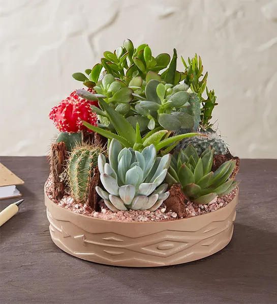 https://www.flowers.com/blog/wp content/uploads///office plants with Cactus Dish Garden