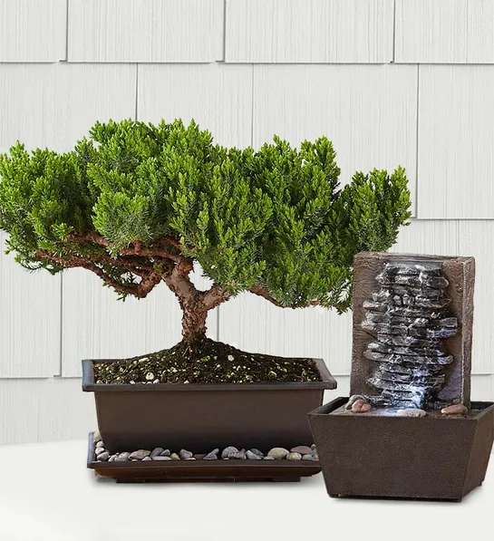 https://www.flowers.com/blog/wp content/uploads///office plants with Juniper Bonsai