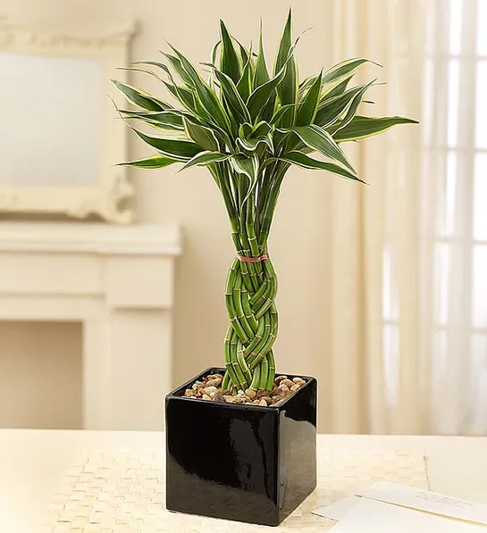 https://www.flowers.com/blog/wp content/uploads///office plants with Modern Bamboo