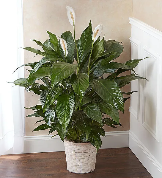 https://www.flowers.com/blog/wp content/uploads///office plants with Peace Lily Plant