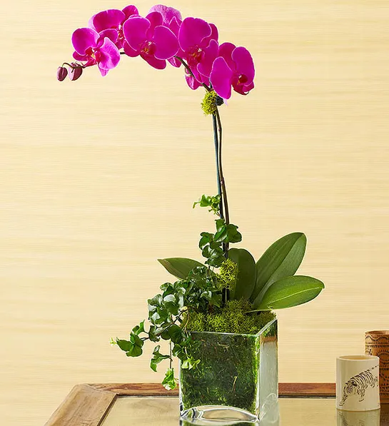 https://www.flowers.com/blog/wp content/uploads///office plants with Purple Phalaenopsis Orchid