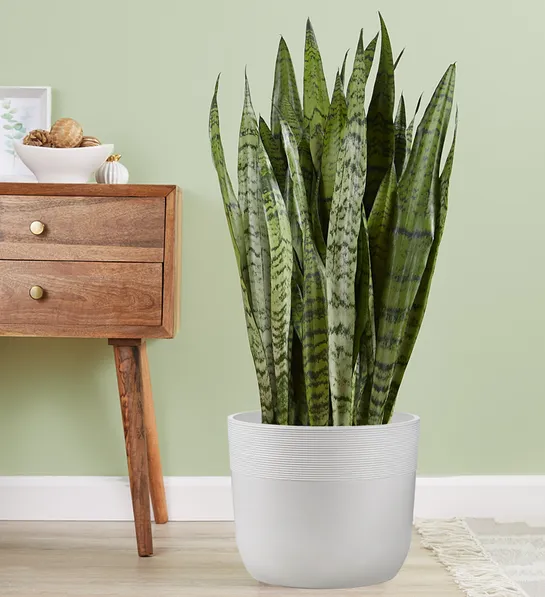 https://www.flowers.com/blog/wp content/uploads///office plants with Snake Plant