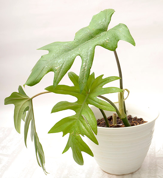 https://www.flowers.com/blog/wp content/uploads///office plants with philodendron