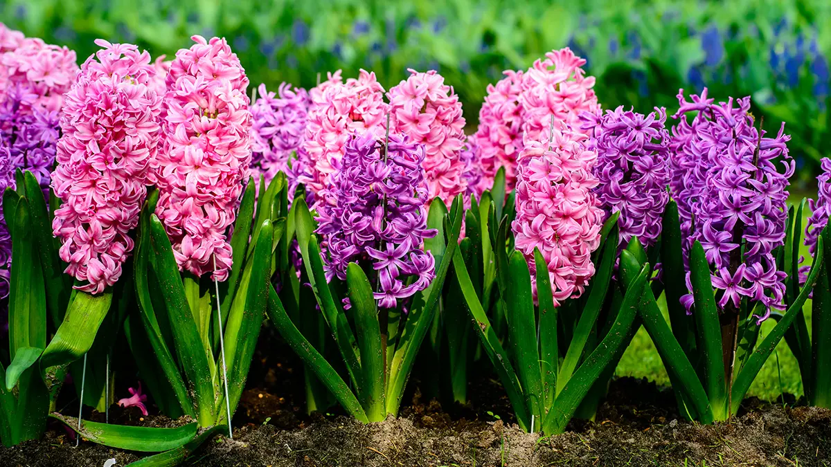 10 Popular Spring Flowers | Petal Talk