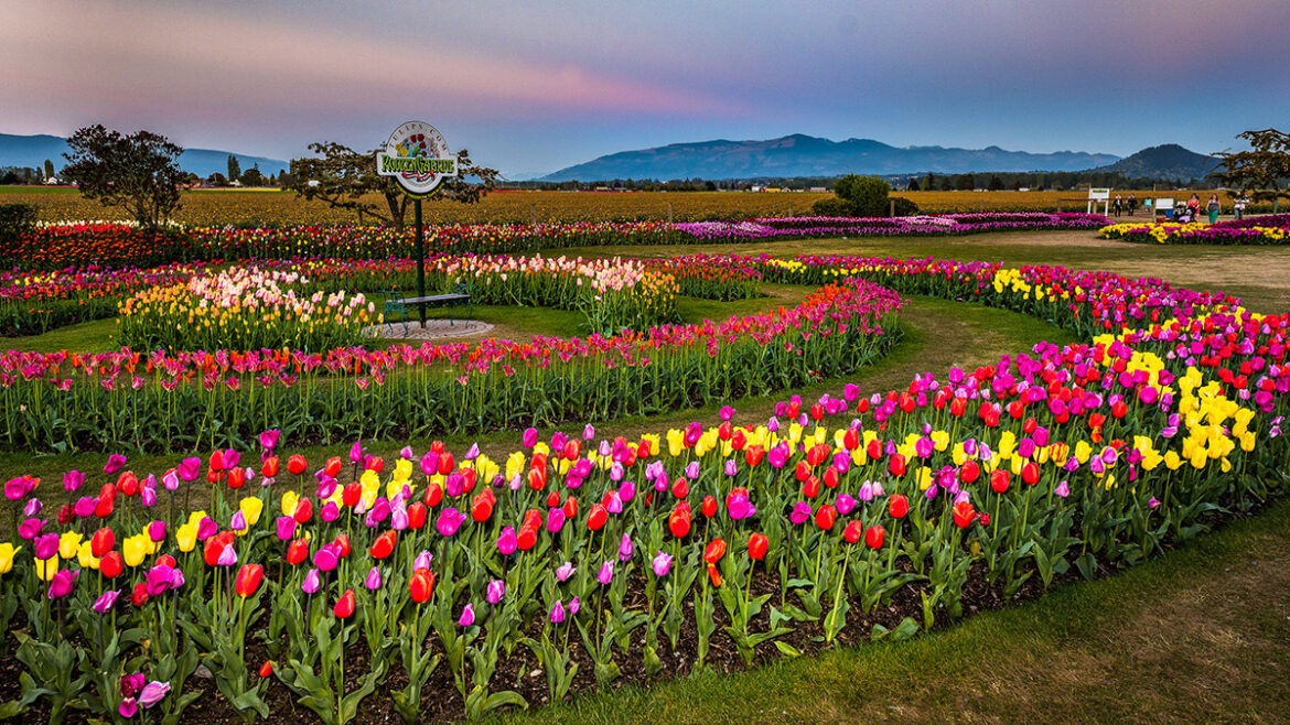 Los mejores festivales de tulipanes del mundo 2023 Mis Plantas