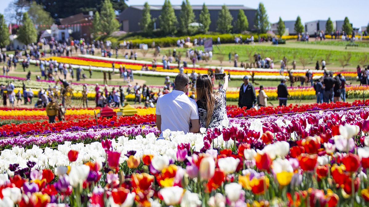 Best Tulip Festivals In The World 2024 Petal Talk