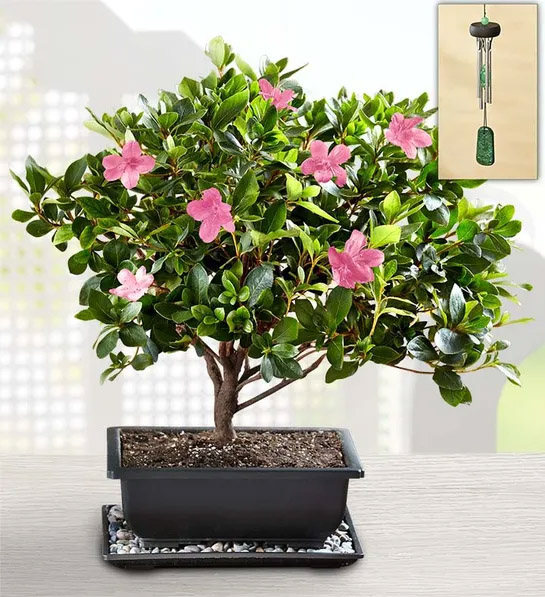 gifts for non traditional moms Azalea Bonsai