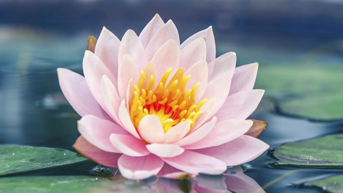 https://www.flowers.com/blog/wp content/uploads///pink lotus water plant