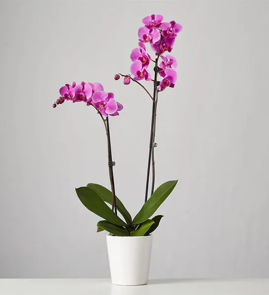 mothers day gift ideas with Large Phalaenopsis Orchid