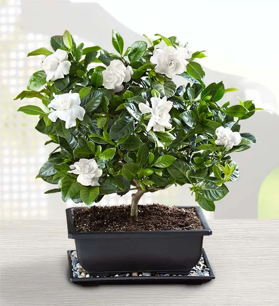 popular house plants with Gardenia Bonsai