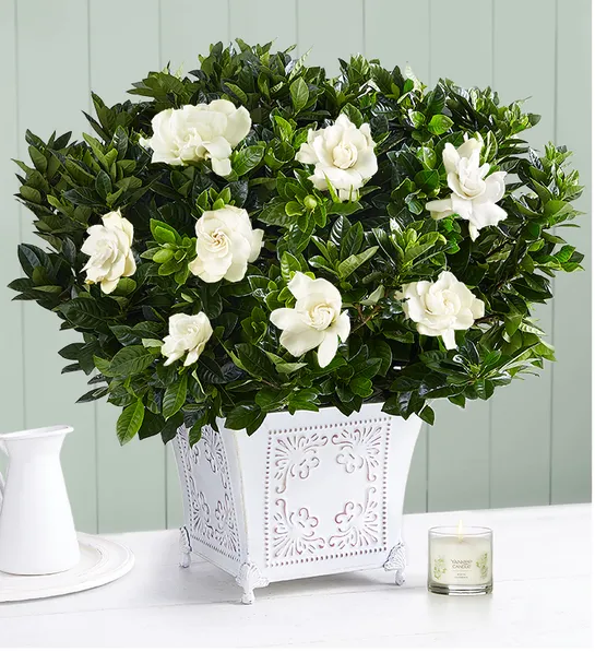 popular house plants with Grand Gardenia