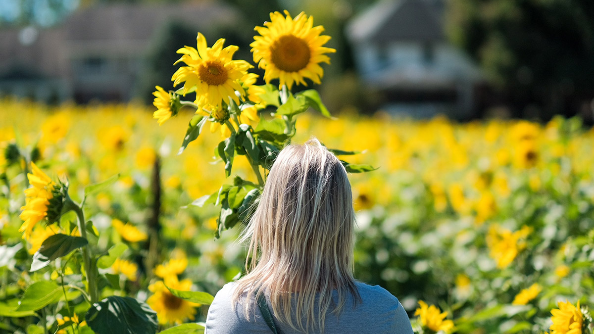 https://www.flowers.com/blog/wp content/uploads///sunflower festivals with gorman farms