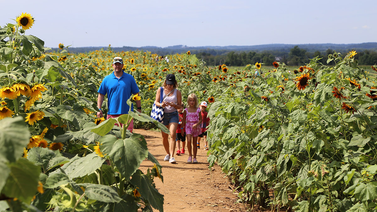 https://www.flowers.com/blog/wp content/uploads///sunflower festivals with maple lawn farms