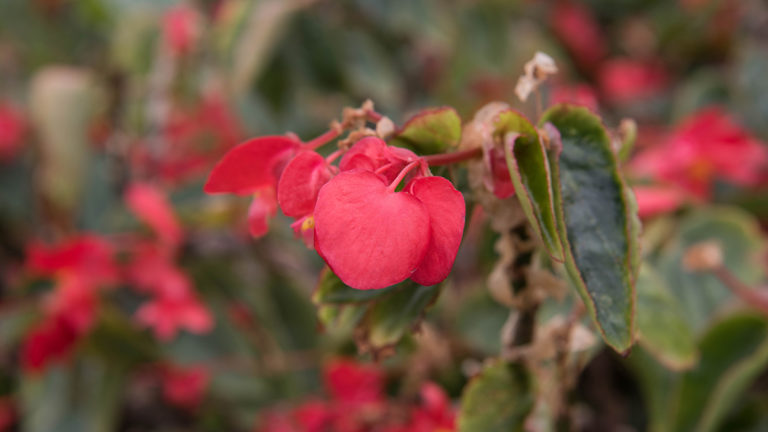 edible flowers Citrus Begonia Growing x