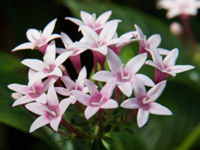 edible flowers Egyptian Star Flower