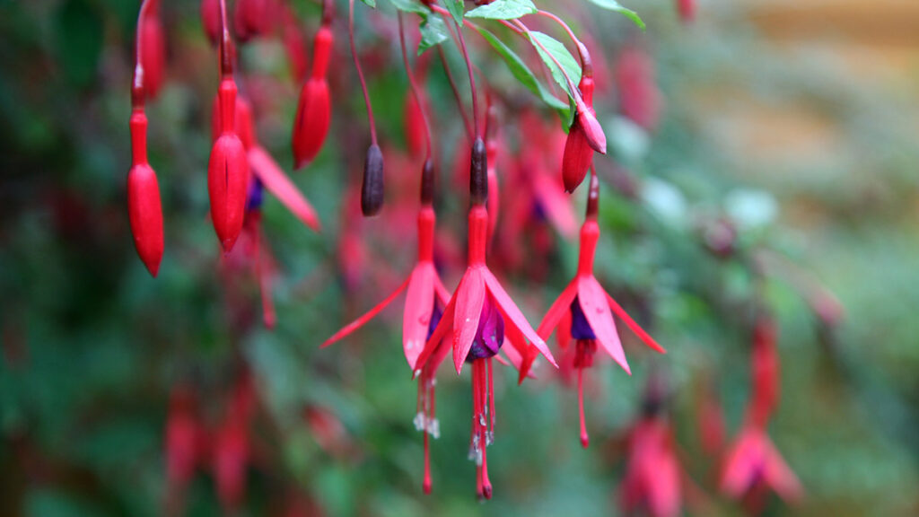 types of pink flowers with Closeup of beautiful pink and purple fuchsia flowers