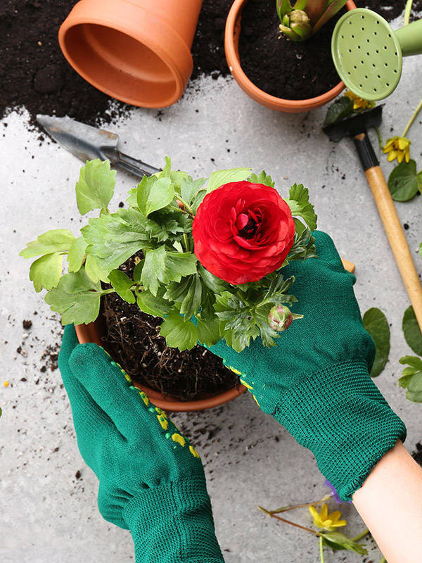 Hands planting ranunculus flower on light background