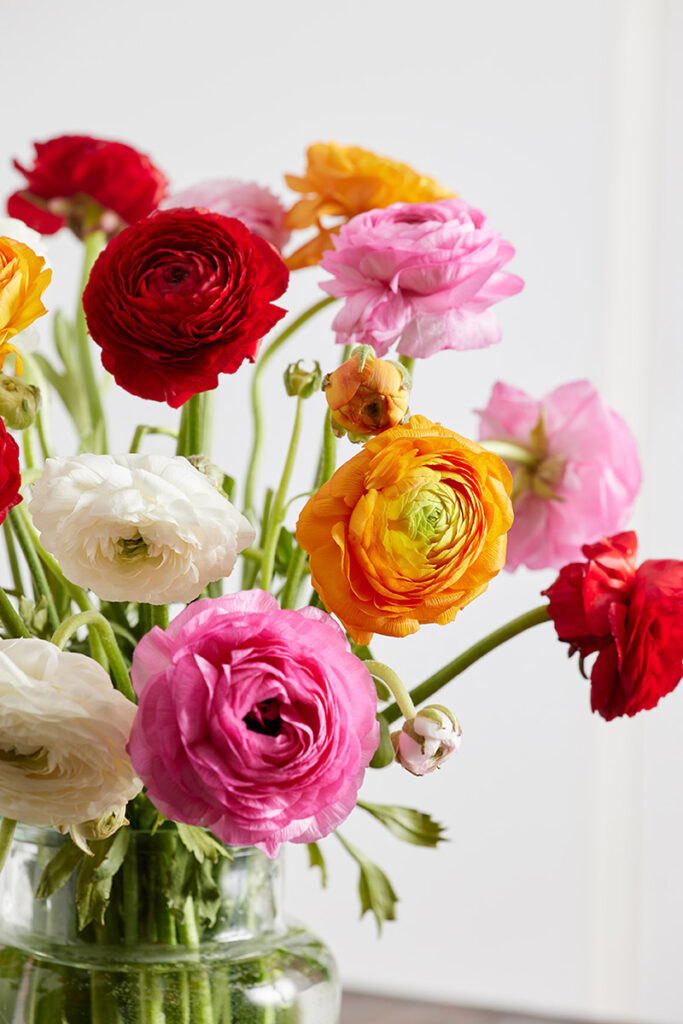 ranunculus flowers in a vase