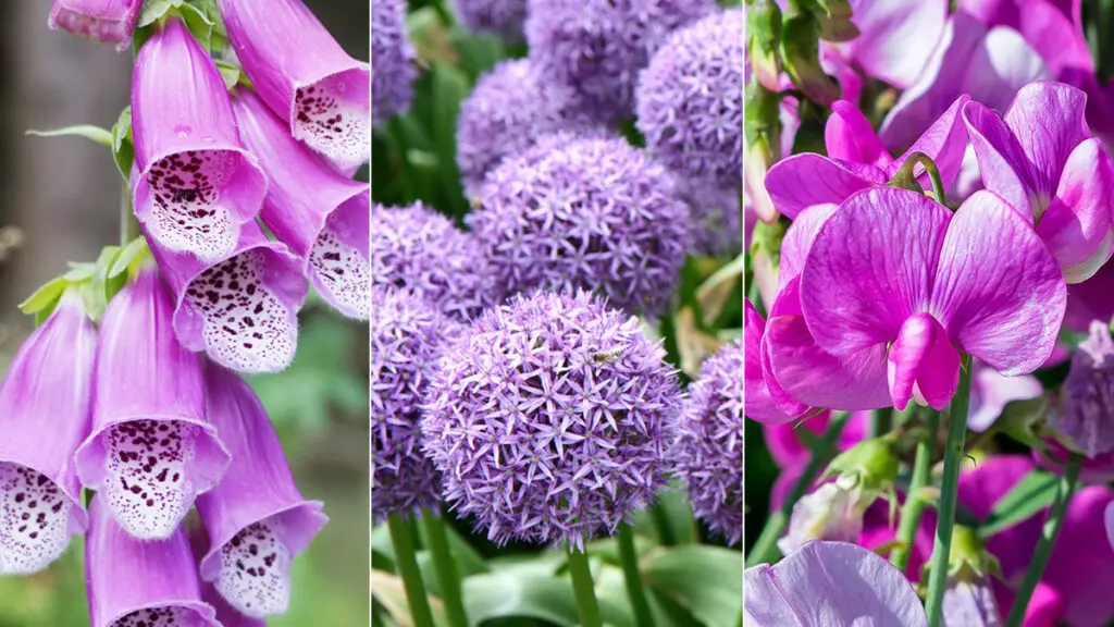 16 Low-Maintenance Flowers for Your Garden