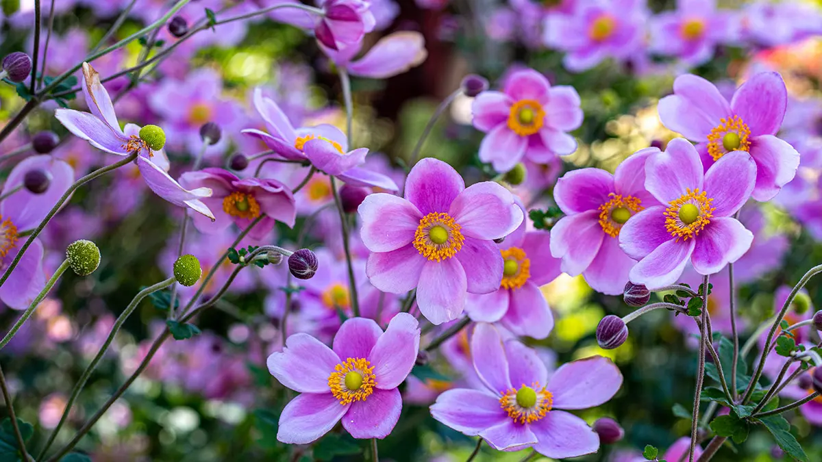 Anemone Flower Facts | 1800Flowers Petal Talk