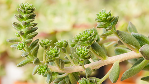 types of succulents with Sedum morganianum