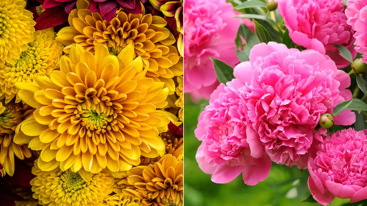 November Birth Flowers Facts & More