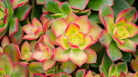 types of succulents with Close up beautiful green pink Kiwi Aeonium in a botanical garden