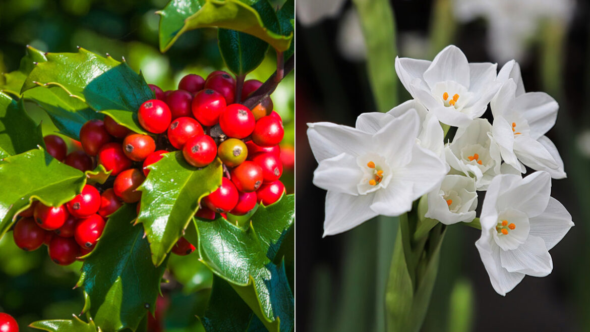 December Birth Flowers All About The Holly And Narcissus Flowers Petal Talk