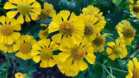 18 Varieties of Yellow-Flowering Plants