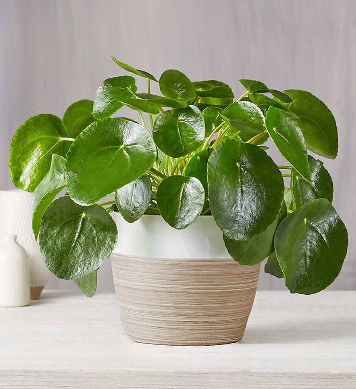 Pilea Peperomioides Plant