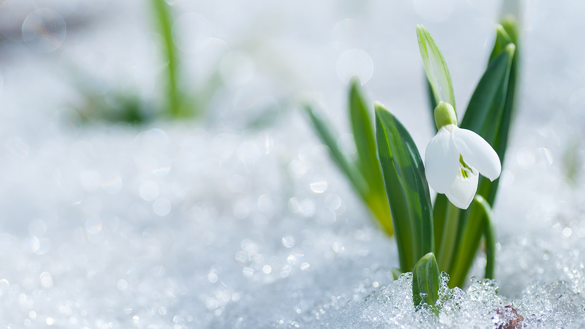 Beautifull snowdrop flower growing in snow in early spring forest