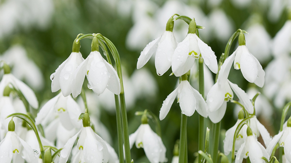 january birth flowers snowdrops