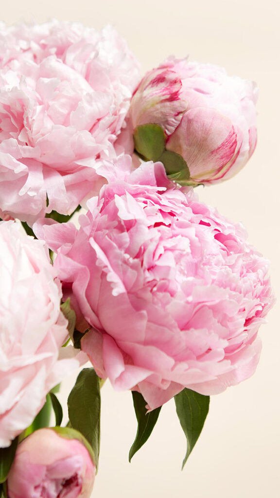 peony foty closeup