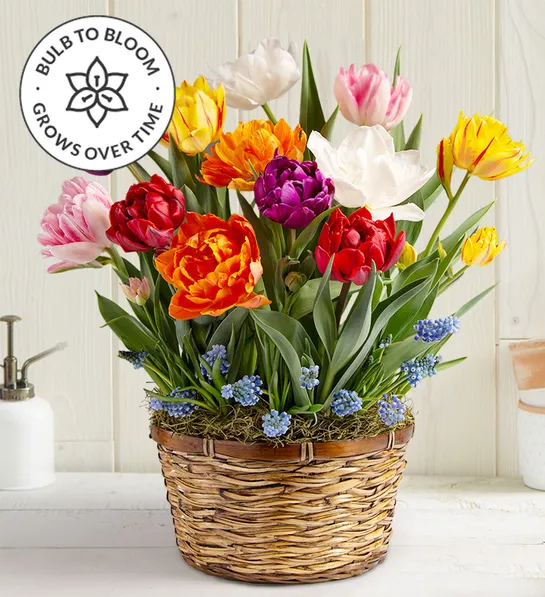 planting guide Bountiful Blooms Bulb Garden