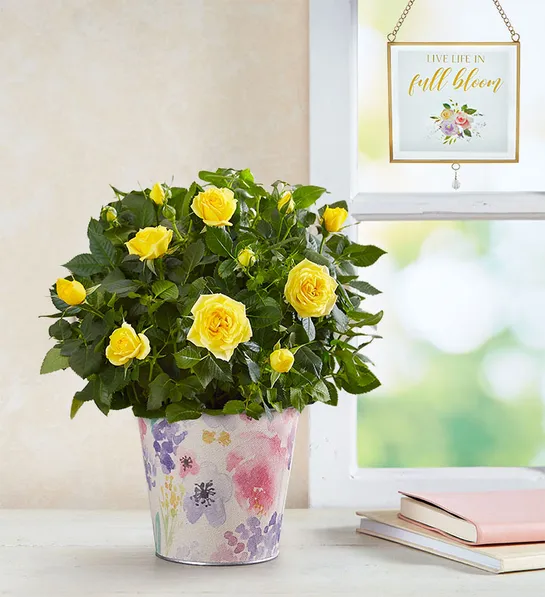 planting guide Sending Sunshine Yellow Rose