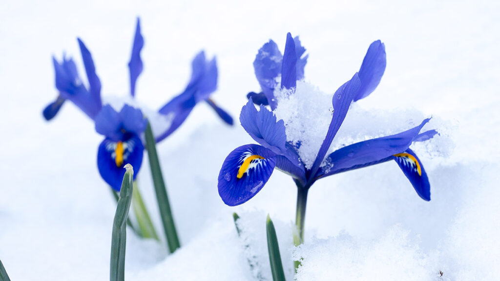 Snow covered Netted Iris  Iris reticulata  flowers