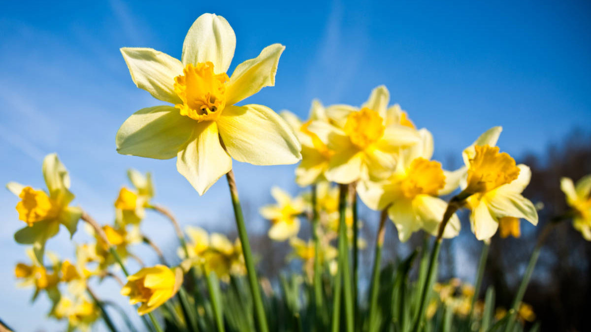 Differential focus of daffodils with morning dew