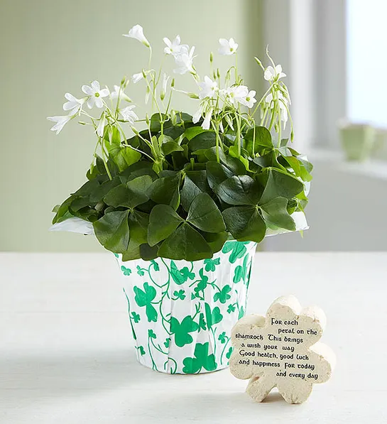 st patricks day history Lucky Clovers Oxalis Plant