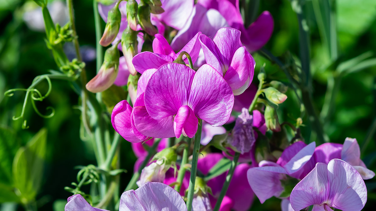 april birth flowers sweet pea