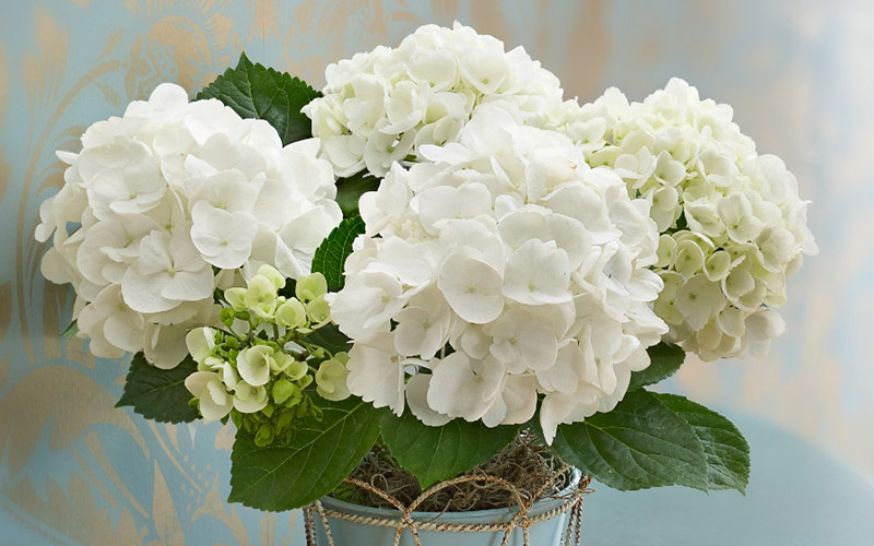 hypoallergenic flowers hydrangeas