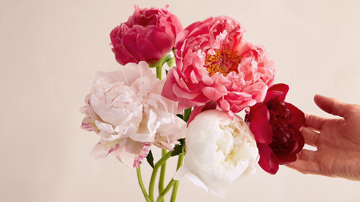 peony care mixed peonies