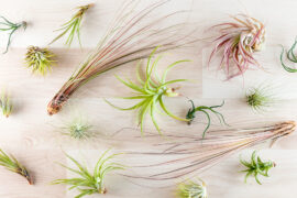 A Beginner’s Guide to Air Plants
