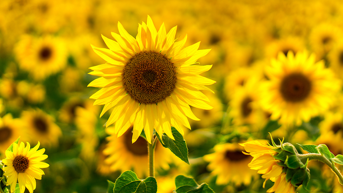 Best Flowers for Mothers Day sunflowers